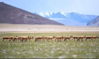 西藏羌塘自然保护区